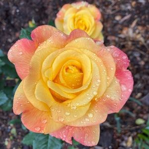 Meet your Posher, Justin